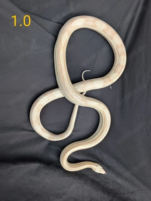 1.0 Kornnatter - Pantherophis guttatus