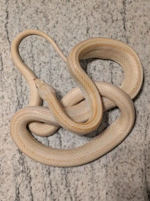 0.1 Kornnatter - Pantherophis guttatus
