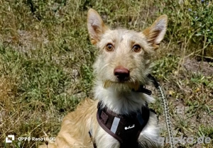 FIGO, der schüchterne Schatz mit dem grossen Herzen