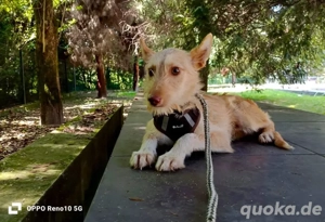 FIGO     der schüchterne Schatz mit dem grossen Herzen