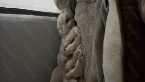 Malteser Welpen rüde