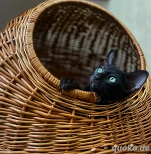 Orientalisch kurzhaar okh & Kanadischer Sphynx