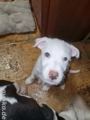 Baby Hunde suchen Neue zu Hause 