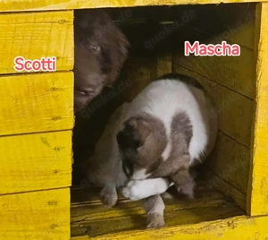 Mascha - hast du ein Körbchen frei? Bild 10