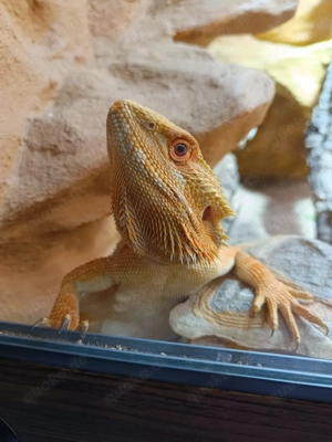 Bartagamen Babies zu Verkaufen 