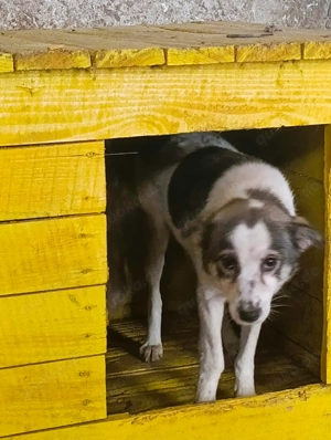 Mascha - hast du ein Körbchen frei? Bild 9