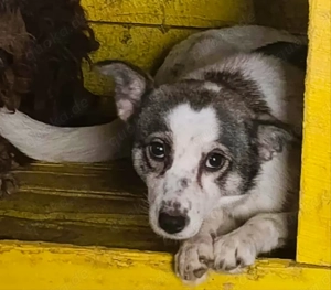 Mascha - hast du ein Körbchen frei?