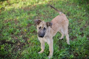 Welpe *KALEO* liebt ruhige und gechillte Kontakte