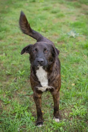 *CARLO* - Der Junghund wartet sehnlichst auf ein Ticket ins eigene Familienleben Bild 2