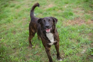 *CARLO* - Der Junghund wartet sehnlichst auf ein Ticket ins eigene Familienleben Bild 6