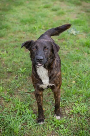 *CARLO* - Der Junghund wartet sehnlichst auf ein Ticket ins eigene Familienleben Bild 8