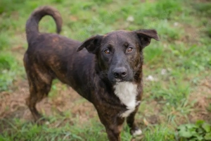 Chip-Nr. 237156 - Ich habe noch keinen Namen, und eine liebevolle Familie suche ich auch