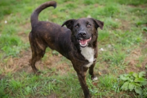 *CARLO* - Der Junghund wartet sehnlichst auf ein Ticket ins eigene Familienleben Bild 7