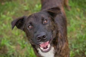 *CARLO* - Der Junghund wartet sehnlichst auf ein Ticket ins eigene Familienleben Bild 5