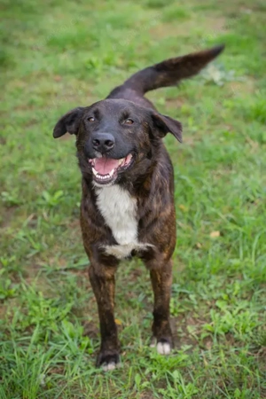 *CARLO* - Der Junghund wartet sehnlichst auf ein Ticket ins eigene Familienleben Bild 4