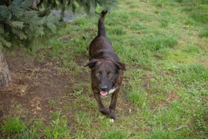 *CARLO* - Der Junghund wartet sehnlichst auf ein Ticket ins eigene Familienleben Bild 3
