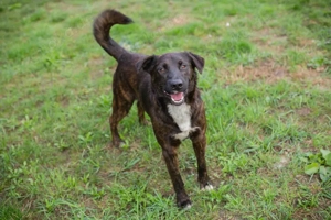 *CARLO* - Der Junghund wartet sehnlichst auf ein Ticket ins eigene Familienleben Bild 9