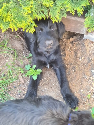 Riesenschnauzer Welpen