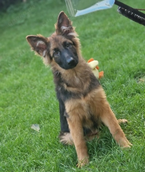 Schäferhündin 5 Monate 