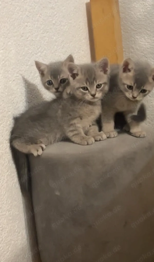 5 süße kitten suchen neues Zuhause 