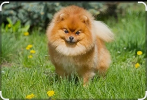 Betreff   Titel: Liebevolles Zuhause gesucht   Pomeranian, Zwergspitz oder kleiner Bulldogge  