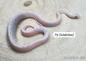 Kornnatter Palmetto Babys