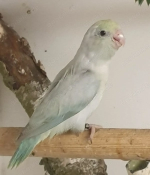 Junge Blaugenick-Sperlingspapageien  Weibchen