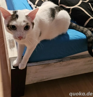 Suchen Kater 1,5 Jahre gerne schon Kastriert 