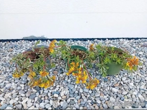 Gold Fetthenne, Sedum, winterhart