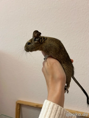 Degu Mädels abzugeben Bild 4