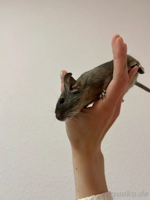 Degu Mädels abzugeben Bild 3