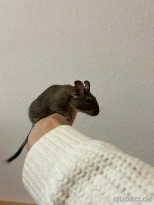 Degu Mädels abzugeben Bild 5