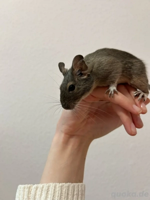 Degu Mädels abzugeben Bild 2