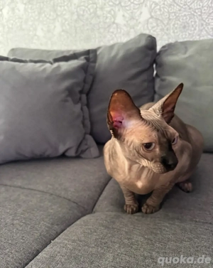 Sphynx Katze