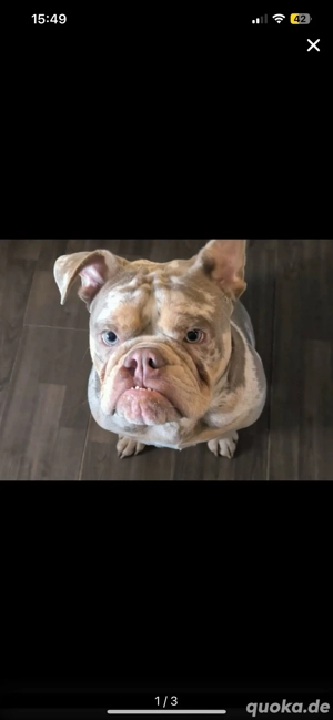 Kuschelmaus zu verkaufen 