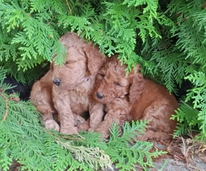 Grosspudelwelpen aus privater Zucht