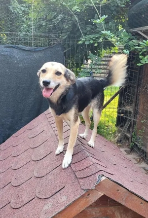 ANNIE - Traumzuhause gesucht (wartet in Rumänien)