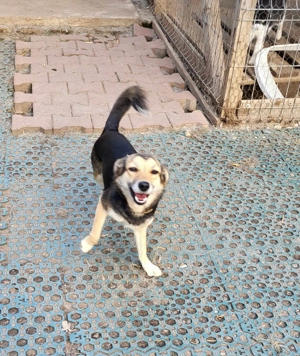 ANNIE - Traumzuhause gesucht (wartet in Rumänien) Bild 5