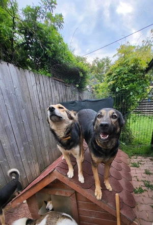 ANNIE - Traumzuhause gesucht (wartet in Rumänien) Bild 3