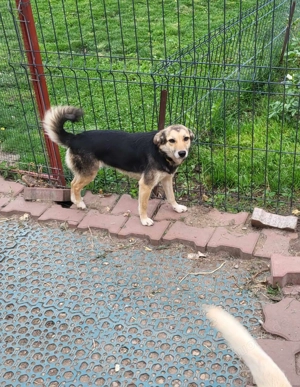 ANNIE - Traumzuhause gesucht (wartet in Rumänien) Bild 6