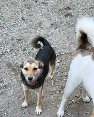 ANNIE - Traumzuhause gesucht (wartet in Rumänien) Bild 4