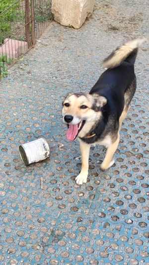 ANNIE - Traumzuhause gesucht (wartet in Rumänien) Bild 8