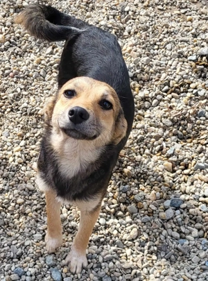 ANNIE - Traumzuhause gesucht (wartet in Rumänien) Bild 9