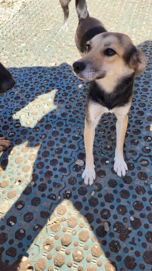 ANNIE - Traumzuhause gesucht (wartet in Rumänien) Bild 7