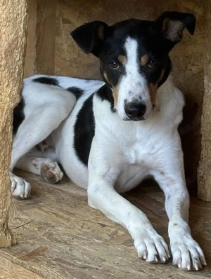 Capper ca. 48 cm   tritt aus seinem Schneckenhaus