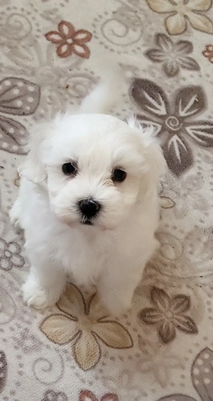 Malteser Bichon welpe