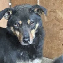 Ole O ca. 45 cm   der Einfühlsame