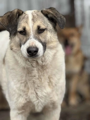 Thies ca. 50 cm   der Sanftmütige