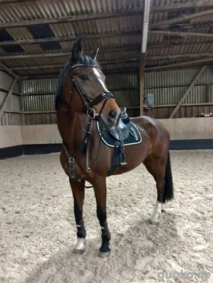 Wunderschöne Württemberger Stute zu verkaufen