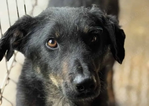 Scooby ca. 45 cm- wünscht sich ein Zuhause